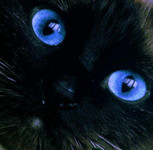 blackcat.jpg
