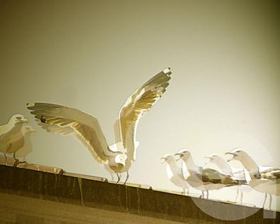 picture with 8 birds