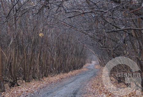 Долгая дорога в джунгли...