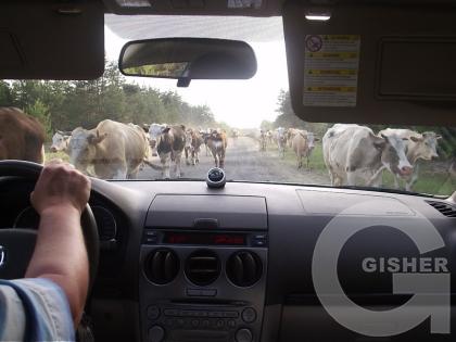 Сквозь толпу