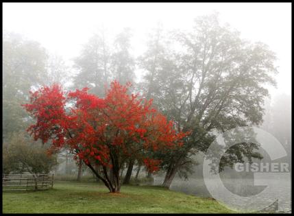 Forms and Landscapes - 1