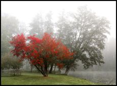 Forms and Landscapes - 1