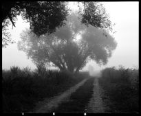 Forms and Landscapes - 2