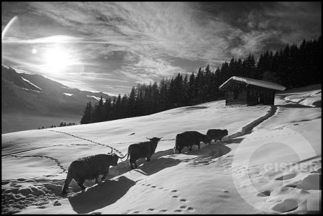 Forms and Landscapes - 7