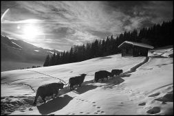 Forms and Landscapes - 7