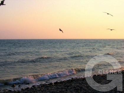 Чайки над водой