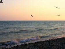 Чайки над водой