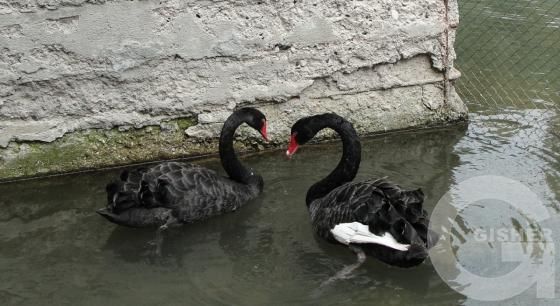 Черные лебеди ...