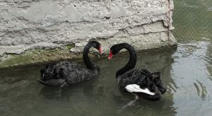 Черные лебеди ...