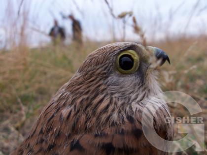 Давай улетим отсюда...