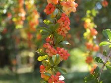 Дендропарк