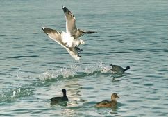 кормежка кормежка