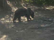 Медведь Медведь