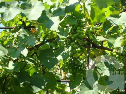 Ммм...виноград