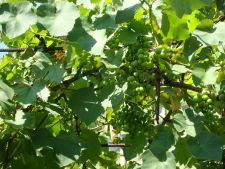 Ммм...виноград