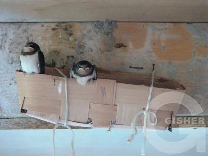 мои питомцы