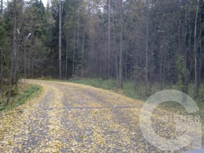 Очередной листопад