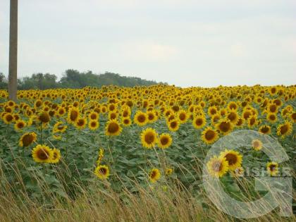 Подсолнухи