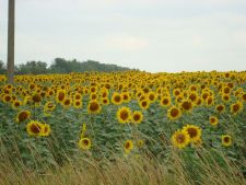 Подсолнухи