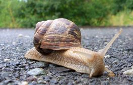 Ползущий домик