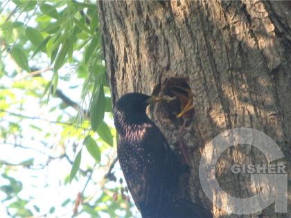 проглоты, клювище на всё дупло.