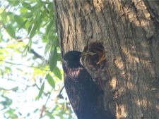 проглоты, клювище на всё дупло.