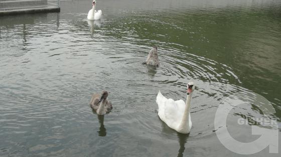 Семья лебедей, найдите отличия..))