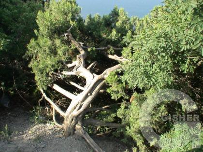 странное дерево