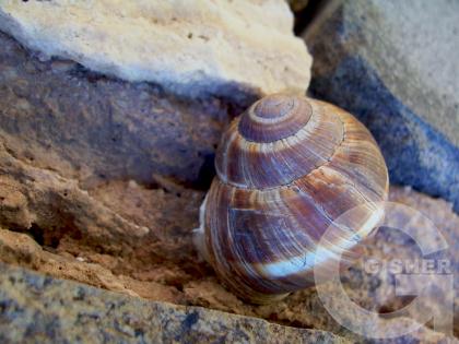 Улитка ушла-домик остался...