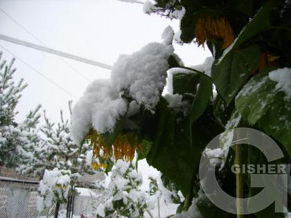 Вот такая осень