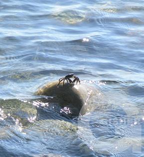 я на солнышке лежу