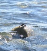 я на солнышке лежу