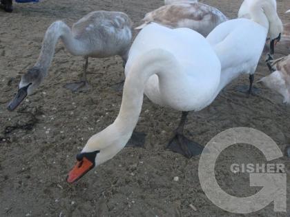 жили у бабуси...