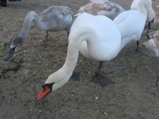 жили у бабуси...