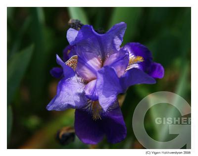 милых дам!!!.jpg