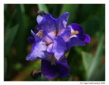 милых дам!!!.jpg