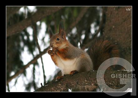 не дереве.jpg