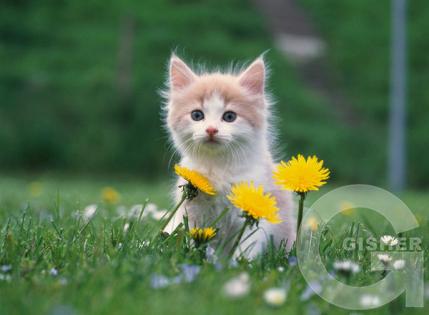 сделаю к я варенье из одуванчиков)))