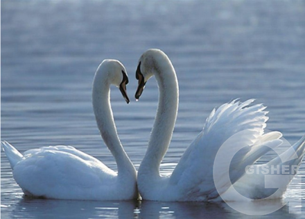 Линии любви