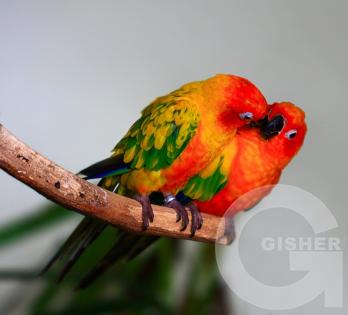 Птичья любовь...