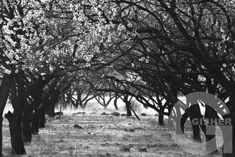 Apricot garden