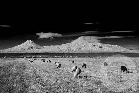 Ararat 08
