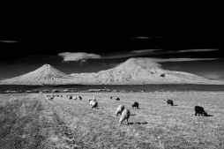 Ararat 08