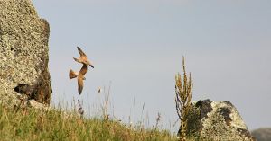 Brachnyj polet jastrebov