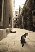 Cat in Triest city