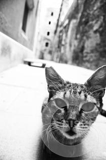 Cat of Triest city