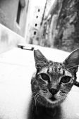 Cat of Triest city