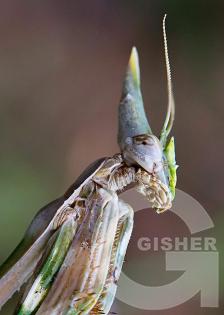 Glamourous killing machine