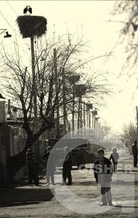 Stork street, Surenavan