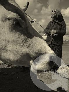 Vardush tota and her smiling cow Sirush.